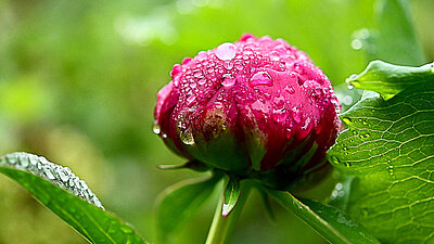 Foto: Pixabay/Mariya